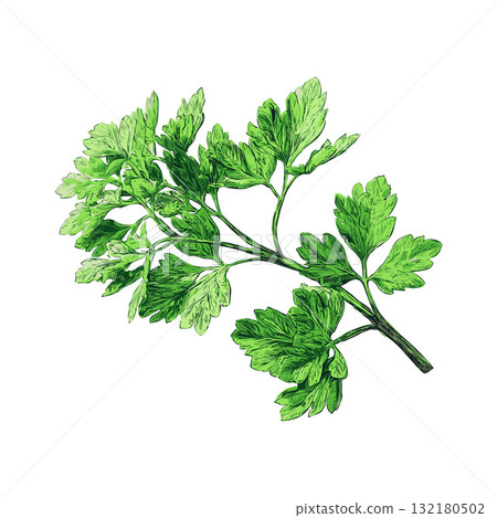 Fresh parsley sprig with green leaves depicted in a hand-drawn style on a white background, representing culinary herbs and organic cooking concepts Fresh parsley sprig with green leaves depicted in a hand-drawn style on a white background, representing culinary herbs and organic cooking concepts 132180502