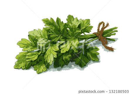 Parsley herb bunch tied with string, depicted in realistic graphic style on a white background, concept of natural seasoning and cooking 132180503