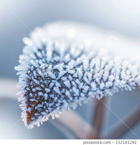 Frosted Leaf Detailed Macro Shot with Wintery White Backlight Sparkle Frosted Leaf Detailed Macro Shot with Wintery White Backlight Sparkle 132181292