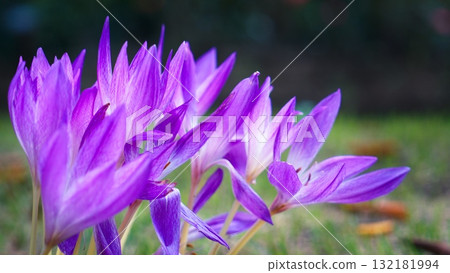 Autumn Crocus Autumn Crocus 132181994