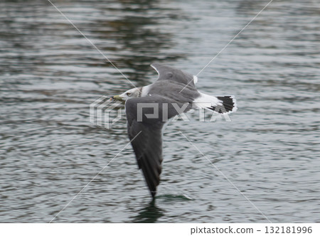 The powerful flight of a seagull gliding just above the water's surface 132181996