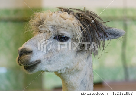 Rock hairstyle, cool alpaca Rock hairstyle, cool alpaca 132181998