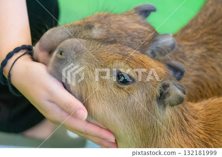 Gentle interaction between capybaras and humans 132181999