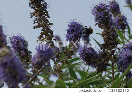 Fuzzy Bumblebee collecting nectar from lavender-purple Vitex agnus-castus flowers Fuzzy Bumblebee collecting nectar from lavender-purple Vitex agnus-castus flowers 132182130