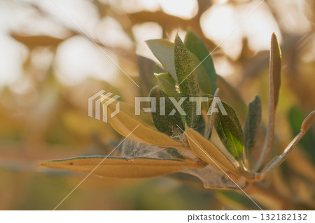 Olive tree branch affected by spider mites and white webbing. Pest infestation on foliage 132182132