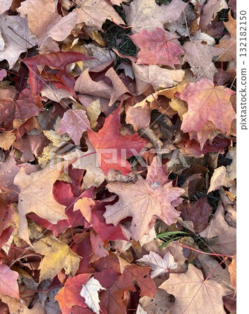 Colorful Fallen Maple Leaves in Canada 132182150