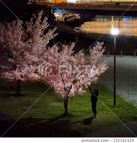 Cherry blossoms at night and silhouettes of people in Minato Mirai 132182329