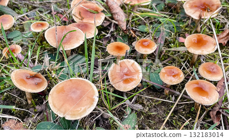 Cluster of small, wet brown mushrooms growing in grass and moss. Forest floor detail 132183014