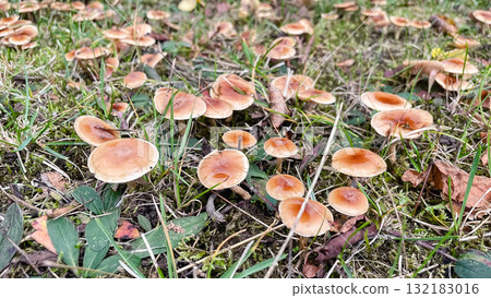 Cluster of small, wet brown mushrooms growing in grass and moss. Forest floor detail Cluster of small, wet brown mushrooms growing in grass and moss. Forest floor detail 132183016