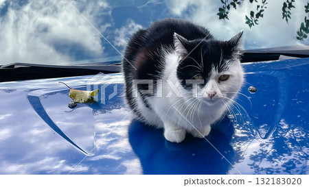Cute black and white cat sitting on a bright blue car hood with sky reflection 132183020