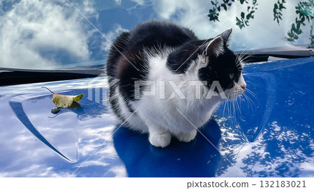 Cute black and white cat sitting on a bright blue car hood with sky reflection 132183021