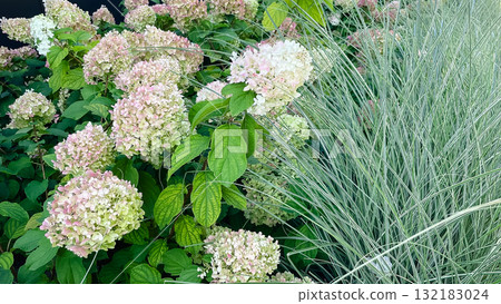 Lush pink and white hydrangeas bloom beside vibrant variegated ornamental grass in a sunny garden Lush pink and white hydrangeas bloom beside vibrant variegated ornamental grass in a sunny garden 132183024