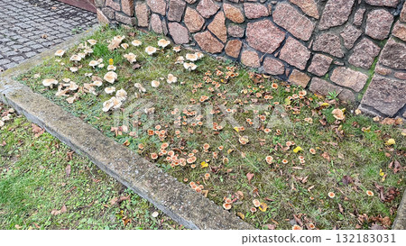 Two distinct patches of mushrooms by a concrete curb and rustic stone wall. Autumn urban nature 132183031
