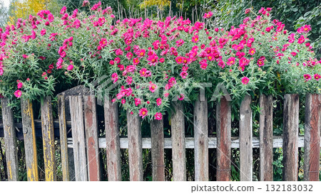 Vibrant pink aster flowers spilling over a rustic, weathered wooden fence. Autumn garden charm 132183032