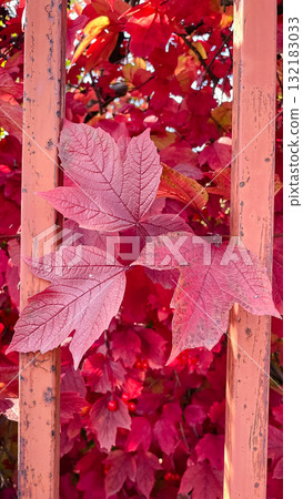 Vibrant red viburnum (snowball) leaves against a rusty orange fence. Intense autumn color 132183033