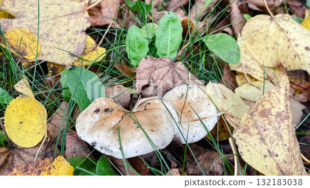 White mushrooms with pale brown centers growing in damp green moss and grass. Forest fungi detail 132183038