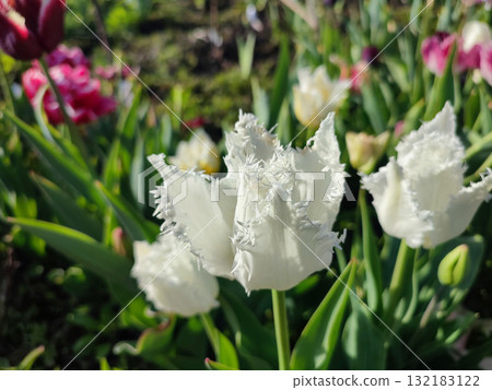 Tulip close up. Blooming tulip flower. Blooming tulip flower with white petal in inflorescence on spring sunny morning. Blooming of blossoming white tulip flower growing ground. Natural background Tulip close up. Blooming tulip flower. Blooming tulip flower with white petal in inflorescence on spring sunny morning. Blooming of blossoming white tulip flower growing ground. Natural background 132183122