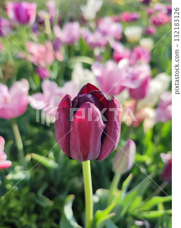 Beautiful varietal blooming tulip close up. Growing blossoming tulip flower with red pink petals on background of blurred multicolored flowering flowers on sunny spring day. Nature. Natural background Beautiful varietal blooming tulip close up. Growing blossoming tulip flower with red pink petals on background of blurred multicolored flowering flowers on sunny spring day. Nature. Natural background 132183126