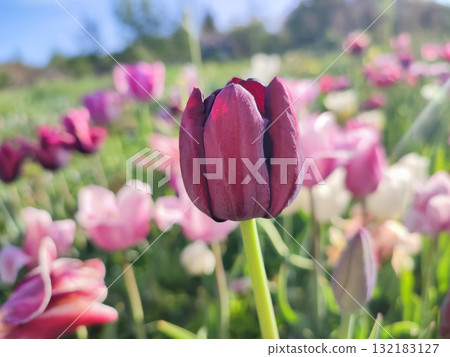 Beautiful varietal blooming tulip close up. Growing blossoming tulip flower with red pink petals on background of blurred multicolored flowering flowers on sunny spring day. Nature. Natural background 132183127