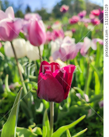 Beautiful varietal blooming tulip close up. Growing blossoming flower with red burgundy petals on background blurred multicolored flowering flowers on sunny spring day. Sunlight Natural background Beautiful varietal blooming tulip close up. Growing blossoming flower with red burgundy petals on background blurred multicolored flowering flowers on sunny spring day. Sunlight Natural background 132183129