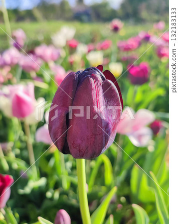 Beautiful varietal blooming tulip close up. Growing blossoming flower with red burgundy petals on background blurred multicolored flowering flowers on sunny spring day. Sunlight Natural background 132183133