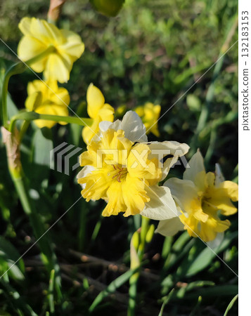 Narcissus. Beautiful flower narcissus. Blooming narcissus flower with many yellow white petals in inflorescence close-up. Blooming daffodil flower with green leaves growing in ground on spring morning 132183153