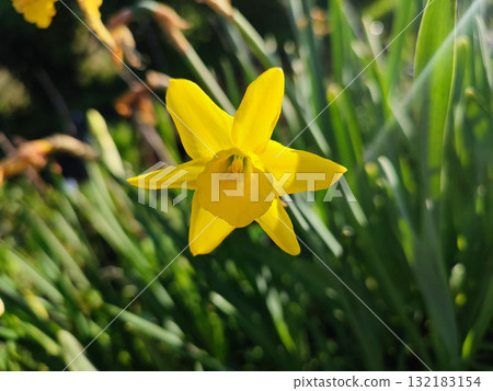 Narcissus. Beautiful flower narcissus. Blooming narcissus flower with yellow petals in inflorescence close-up. Blooming daffodil flower with green leaves growing in ground on spring morning 132183154