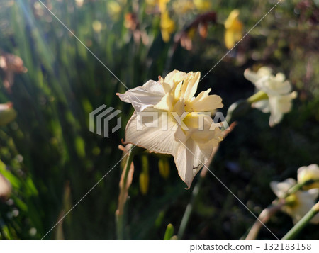 Narcissus. Beautiful flower narcissus. Blooming narcissus flower with many yellow white petals in inflorescence close-up. Blooming daffodil flower with green leaves growing in ground on spring morning 132183158