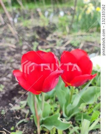 Tulip close up. Beautiful blooming tulip flower. Blooming tulip flower with red petal in inflorescence on spring morning. Blooming of blossoming red tulip flower growing ground. Natural background 132183162