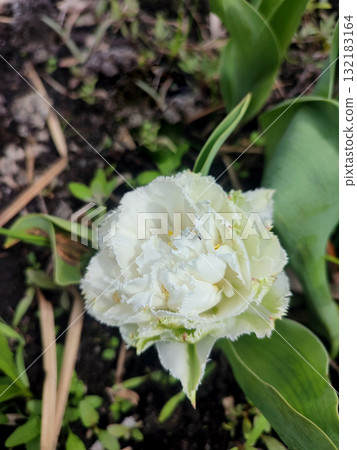 Tulip. Beautiful blooming tulip flower. Blooming tulip flower with white petal in inflorescence on sunny spring morning. Blooming of blossoming white tulip flower growing ground. Natural background Tulip. Beautiful blooming tulip flower. Blooming tulip flower with white petal in inflorescence on sunny spring morning. Blooming of blossoming white tulip flower growing ground. Natural background 132183164