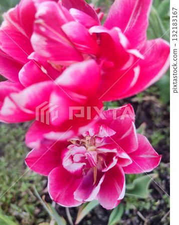 Tulip. Beautiful blooming tulip flower. Blooming tulip flower with pink petal in inflorescence on sunny spring morning. Blooming of blossoming red tulip flower growing in ground. Natural background 132183167