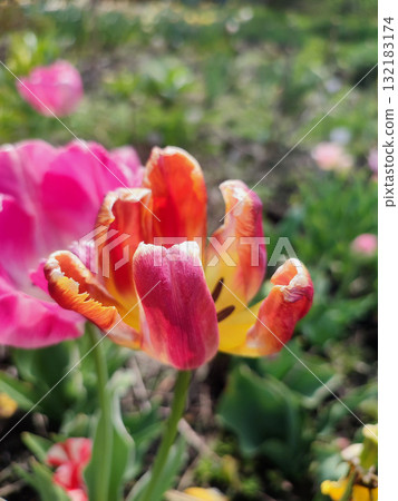 Beautiful varietal blooming tulip close up. Growing blossoming flower with red orange petals on background of blurred multicolored flowering flowers on sunny spring day. Nature. Natural background 132183174