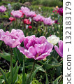 Tulip. Beautiful blooming tulip flower. Blooming tulip flower with purple petal in inflorescence on sunny spring morning. Blooming of blossoming violet tulip flower growing ground. Natural background 132183179