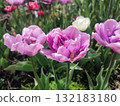 Tulip. Beautiful blooming tulip flower. Blooming tulip flower with purple petal in inflorescence on sunny spring morning. Blooming of blossoming violet tulip flower growing ground. Natural background 132183180