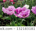 Tulip. Beautiful blooming tulip flower. Blooming tulip flower with purple petal in inflorescence on sunny spring morning. Blooming of blossoming violet tulip flower growing ground. Natural background 132183181