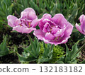 Tulip. Beautiful blooming tulip flower. Blooming tulip flower with purple petal in inflorescence on sunny spring morning. Blooming of blossoming violet tulip flower growing ground. Natural background 132183182