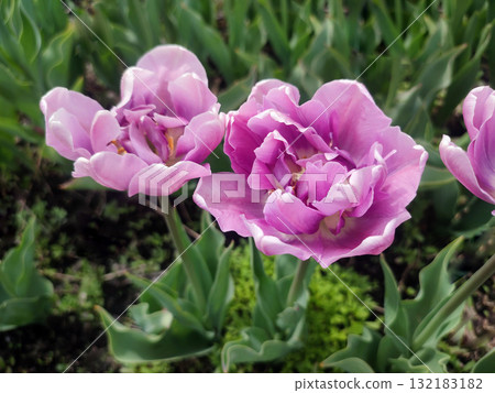 Tulip. Beautiful blooming tulip flower. Blooming tulip flower with purple petal in inflorescence on sunny spring morning. Blooming of blossoming violet tulip flower growing ground. Natural background 132183182