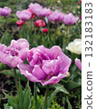 Tulip. Beautiful blooming tulip flower. Blooming tulip flower with purple petal in inflorescence on sunny spring morning. Blooming of blossoming violet tulip flower growing ground. Natural background 132183183