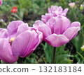 Tulip. Beautiful blooming tulip flower. Blooming tulip flower with purple petal in inflorescence on sunny spring morning. Blooming of blossoming violet tulip flower growing ground. Natural background 132183184