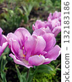 Tulip. Beautiful blooming tulip flower. Blooming tulip flower with purple petal in inflorescence on sunny spring morning. Blooming of blossoming violet tulip flower growing ground. Natural background 132183186
