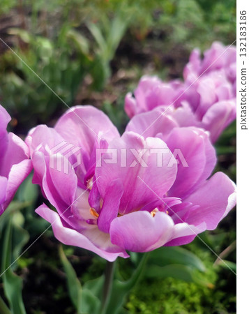 Tulip. Beautiful blooming tulip flower. Blooming tulip flower with purple petal in inflorescence on sunny spring morning. Blooming of blossoming violet tulip flower growing ground. Natural background 132183186