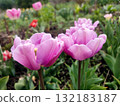 Tulip. Beautiful blooming tulip flower. Blooming tulip flower with purple petal in inflorescence on sunny spring morning. Blooming of blossoming violet tulip flower growing ground. Natural background 132183187