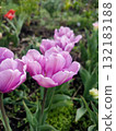Tulip. Beautiful blooming tulip flower. Blooming tulip flower with purple petal in inflorescence on sunny spring morning. Blooming of blossoming violet tulip flower growing ground. Natural background 132183188
