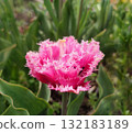 Tulip. Beautiful blooming tulip flower. Blooming tulip flower with pink petal in inflorescence on sunny spring morning. Blooming of blossoming red tulip flower growing in ground. Natural background 132183189
