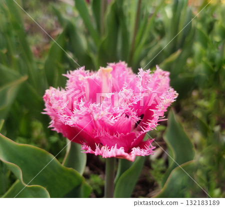 Tulip. Beautiful blooming tulip flower. Blooming tulip flower with pink petal in inflorescence on sunny spring morning. Blooming of blossoming red tulip flower growing in ground. Natural background 132183189