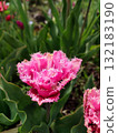 Tulip. Beautiful blooming tulip flower. Blooming tulip flower with pink petal in inflorescence on sunny spring morning. Blooming of blossoming red tulip flower growing in ground. Natural background 132183190