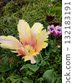 Beautiful tulip. Growing blooming yellow pink tulip flower on green leaves background. Varietal tulip flower close-up. Multicolored flowering flower on spring day. Nature Natural background 132183191