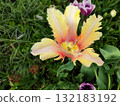 Beautiful tulip. Growing blooming yellow pink tulip flower on green leaves background. Varietal tulip flower close-up. Multicolored flowering flower on spring day. Nature Natural background 132183192