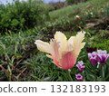Beautiful tulip. Growing blooming yellow pink tulip flower on green leaves background. Varietal tulip flower close-up. Multicolored flowering flower on spring day. Nature Natural background 132183193
