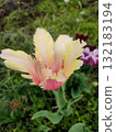 Beautiful tulip. Growing blooming yellow pink tulip flower on green leaves background. Varietal tulip flower close-up. Multicolored flowering flower on spring day. Nature Natural background 132183194